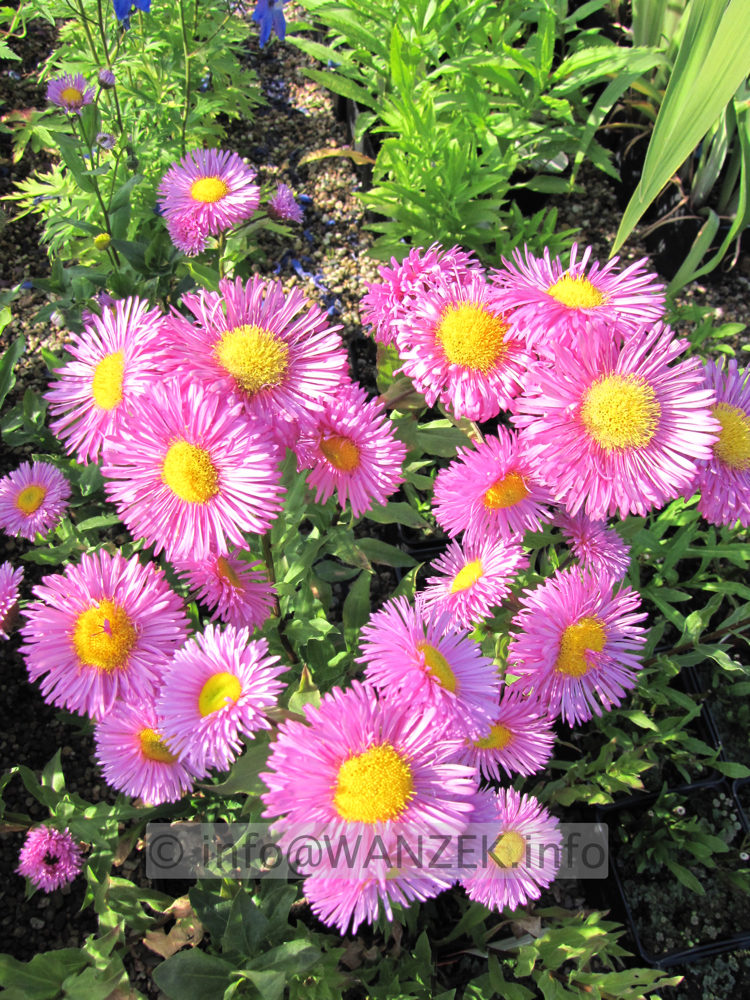 Erigeron Hybride Rosa Juwel.JPG